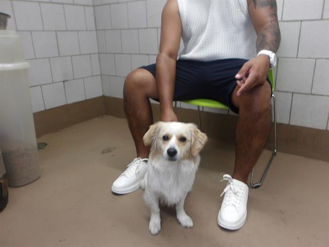 Cocker Spaniel at Chicago Animal Care and Control