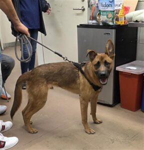 A317629, adoptable German Shepherd Dog at Chicago Animal Care and Control