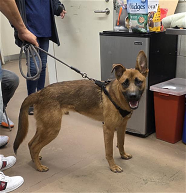 German Shepherd Dog at Chicago Animal Care and Control