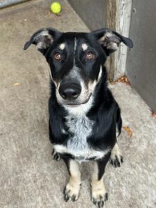 Milhouse, adoptable German Shepherd Dog at Chicago Animal Care and Control