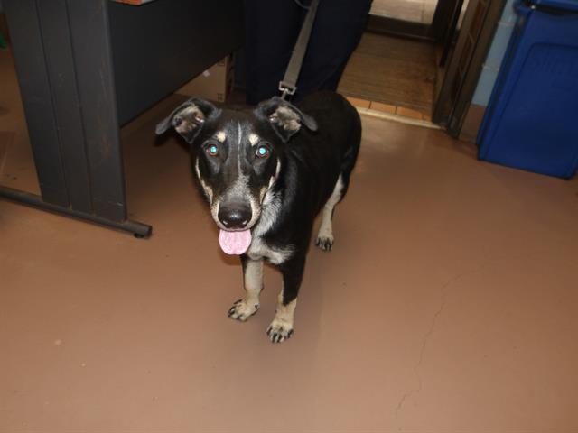 Milhouse at Chicago Animal Care and Control