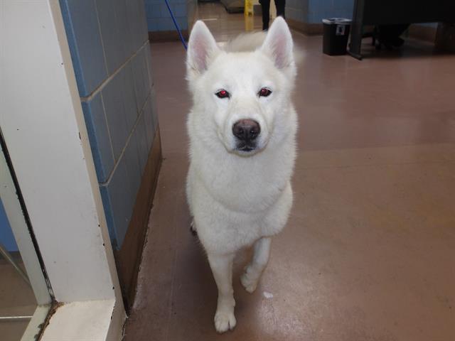 Siberian Husky at Chicago Animal Care and Control
