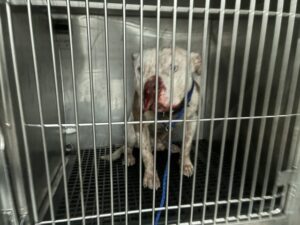 A317653, adoptable American Pit Bull Terrier / American Bulldog / Bull Terrier / Bulldog at Chicago Animal Care and Control