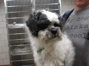A317657, adoptable Shih Tzu at Chicago Animal Care and Control