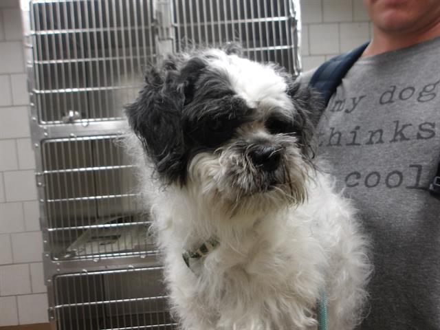 Shih Tzu at Chicago Animal Care and Control