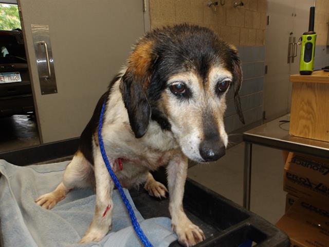 Chester at Chicago Animal Care and Control