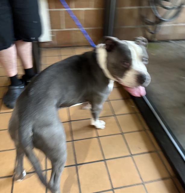 American Pit Bull Terrier / Bull Terrier at Chicago Animal Care and Control