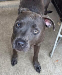 Principal, adoptable American Pit Bull Terrier / Bull Terrier at Chicago Animal Care and Control