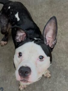 Bolt, adoptable American Pit Bull Terrier at Chicago Animal Care and Control
