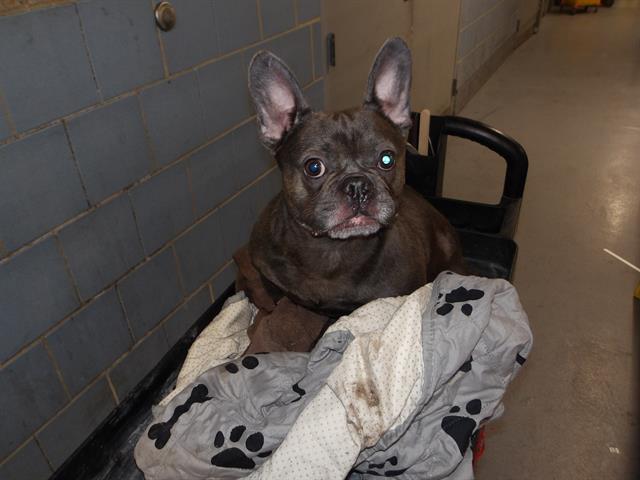 Bulldog at Chicago Animal Care and Control