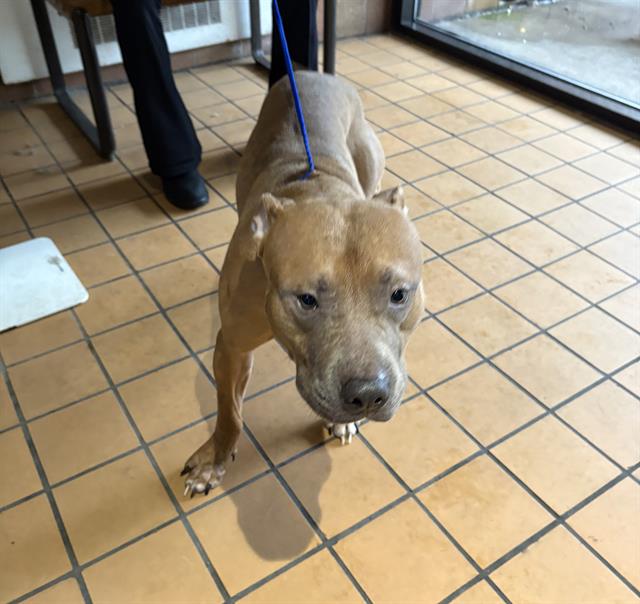 American Pit Bull Terrier / Bull Terrier at Chicago Animal Care and Control