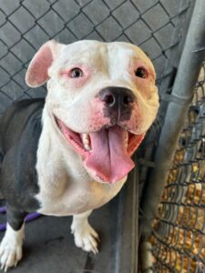 Concetta, adoptable American Pit Bull Terrier at Chicago Animal Care and Control