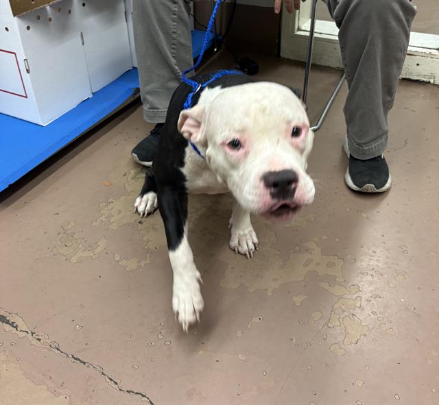 American Pit Bull Terrier / Bull Terrier at Chicago Animal Care and Control