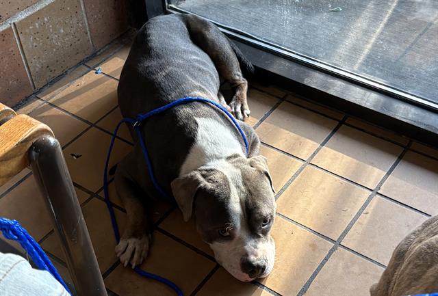 American Pit Bull Terrier / Bull Terrier at Chicago Animal Care and Control
