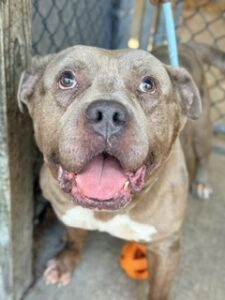 Ludwig, adoptable American Pit Bull Terrier at Chicago Animal Care and Control