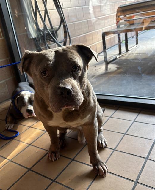 American Pit Bull Terrier / Bull Terrier at Chicago Animal Care and Control