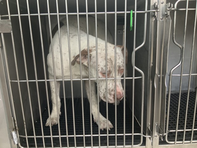 American Pit Bull Terrier / Bull Terrier at Chicago Animal Care and Control