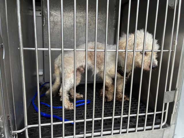Havanese at Chicago Animal Care and Control
