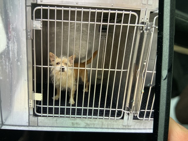 Dog A317695 at Chicago Animal Care and Control
