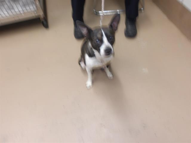 Boxer at Chicago Animal Care and Control