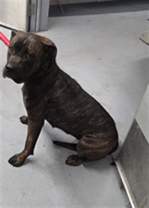 Cane Corso at Chicago Animal Care and Control