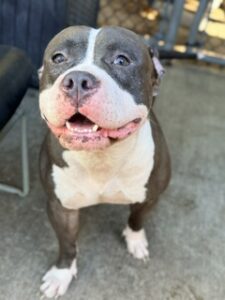 Silly Goose, adoptable American Pit Bull Terrier at Chicago Animal Care and Control