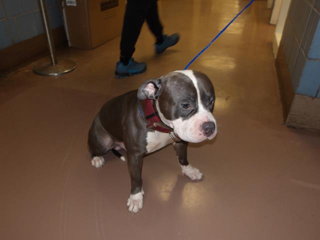 American Pit Bull Terrier / Bull Terrier at Chicago Animal Care and Control