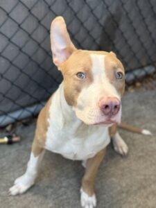 Hot Lips, adoptable American Pit Bull Terrier at Chicago Animal Care and Control