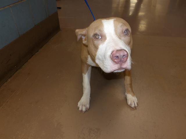 American Pit Bull Terrier / Bull Terrier at Chicago Animal Care and Control