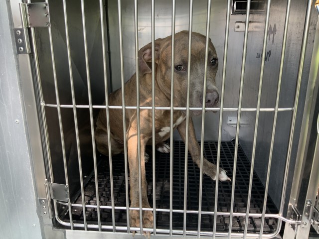 American Pit Bull Terrier / Bull Terrier at Chicago Animal Care and Control
