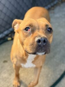 Nora, adoptable American Pit Bull Terrier / Bull Terrier at Chicago Animal Care and Control