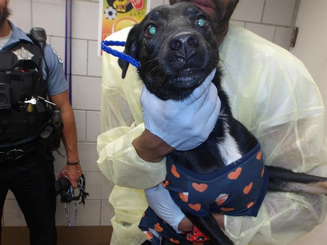 Australian Cattle Dog at Chicago Animal Care and Control