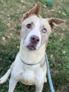 Rachel, adoptable Siberian Husky at Chicago Animal Care and Control