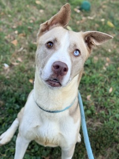 Rachel at Chicago Animal Care and Control