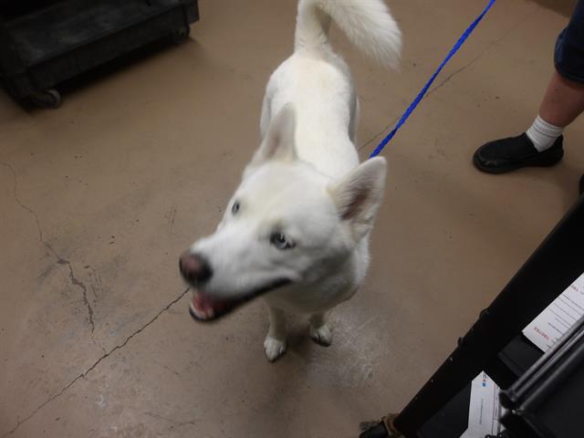 Stella at Chicago Animal Care and Control