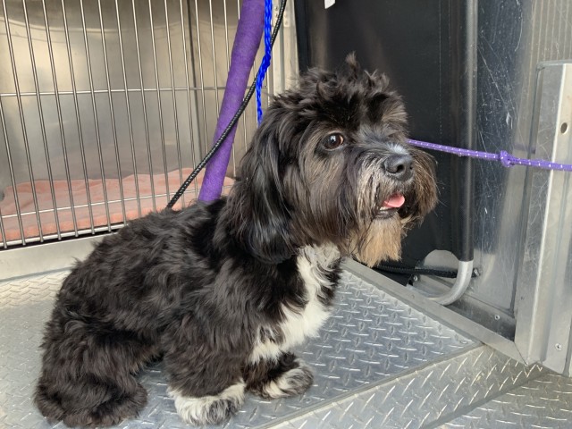 Dog A317781 at Chicago Animal Care and Control