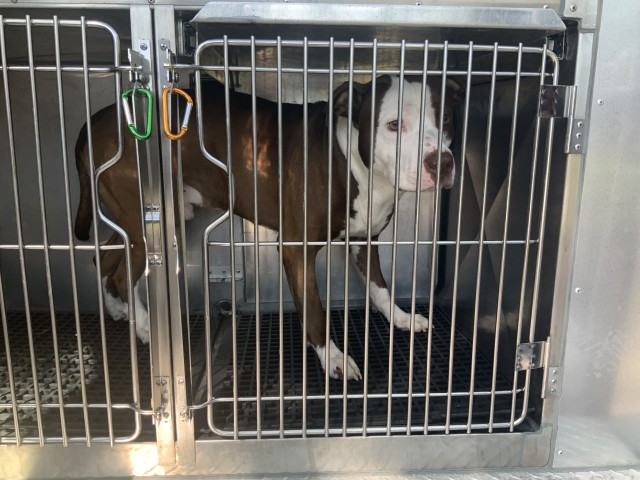 American Pit Bull Terrier / Bull Terrier at Chicago Animal Care and Control