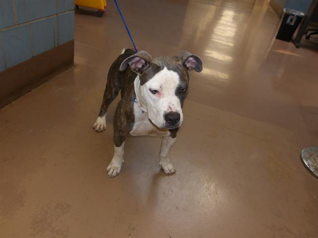 American Pit Bull Terrier / Bull Terrier at Chicago Animal Care and Control