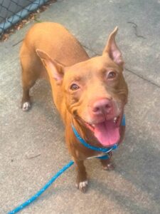 Rina, adoptable American Pit Bull Terrier at Chicago Animal Care and Control