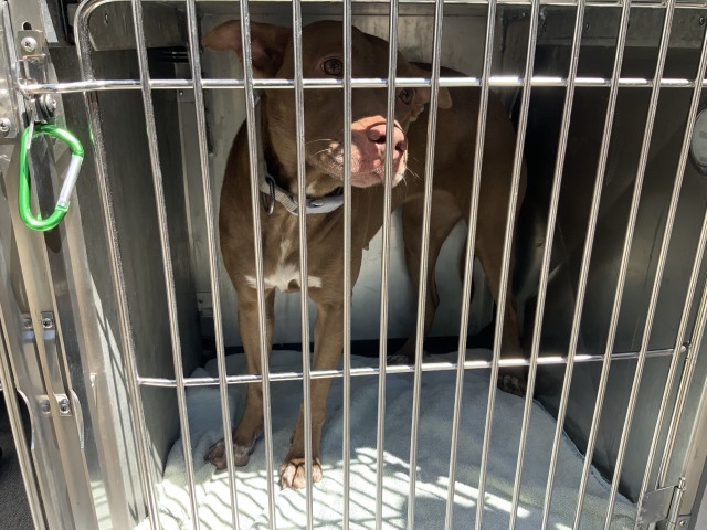 American Pit Bull Terrier / Bull Terrier at Chicago Animal Care and Control
