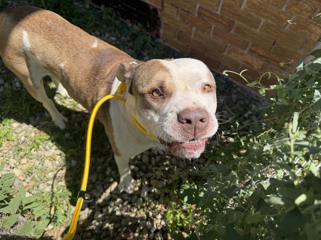 American Pit Bull Terrier / Bull Terrier at Chicago Animal Care and Control