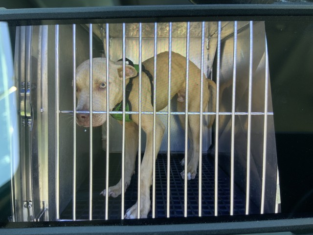 American Pit Bull Terrier / Bull Terrier at Chicago Animal Care and Control
