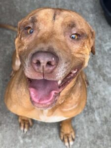 Fergal, adoptable American Pit Bull Terrier at Chicago Animal Care and Control