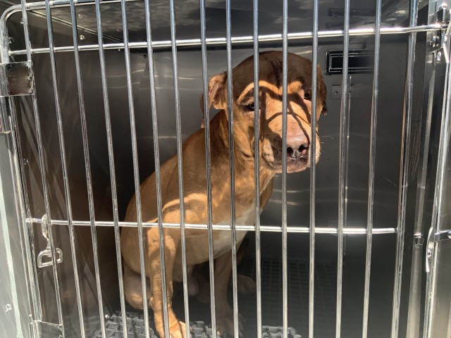 American Pit Bull Terrier / Bull Terrier at Chicago Animal Care and Control