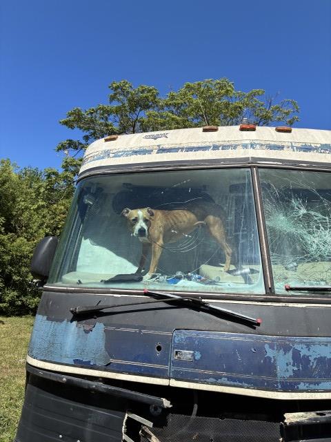 American Pit Bull Terrier / Bull Terrier at Chicago Animal Care and Control