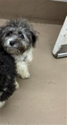Poodle at Chicago Animal Care and Control