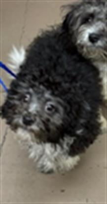 Poodle at Chicago Animal Care and Control