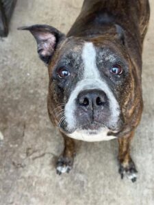 Hennessy, adoptable American Pit Bull Terrier at Chicago Animal Care and Control
