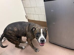 Hennessy, adoptable American Pit Bull Terrier / Bull Terrier at Chicago Animal Care and Control