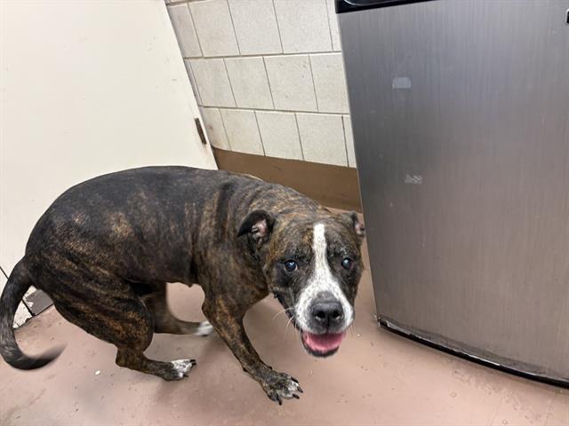 Hennessy at Chicago Animal Care and Control